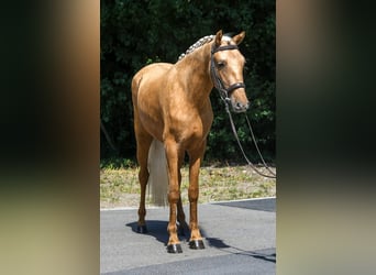Galés-D, Yegua, 5 años, 142 cm, Palomino