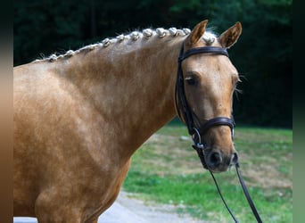 Galés-D, Yegua, 5 años, 142 cm, Palomino
