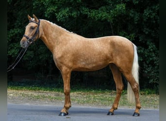 Galés-D, Yegua, 5 años, 142 cm, Palomino