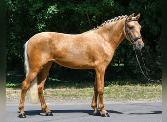 Galés-D, Yegua, 5 años, 142 cm, Palomino