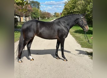 Galés-D, Yegua, 5 años, 146 cm, Negro