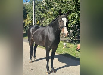 Galés-D, Yegua, 5 años, 146 cm, Negro