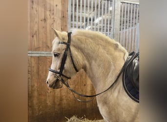 Galés-D, Yegua, 5 años, 147 cm, Palomino