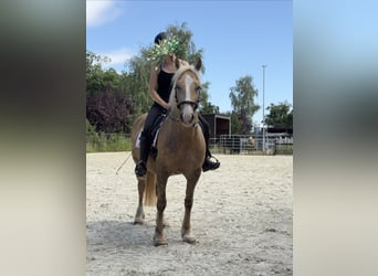 Galés-D, Yegua, 5 años, 147 cm, Palomino