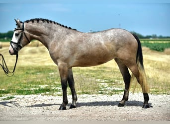 Galés-D, Yegua, 5 años, 148 cm, Castaño-ruano