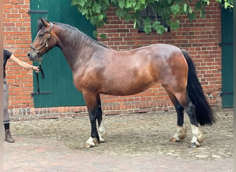 Galés-D, Yegua, 5 años, 150 cm, Castaño oscuro