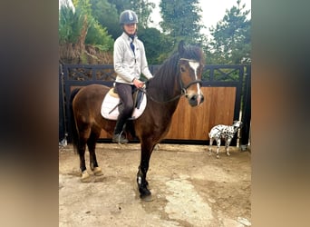 Galés-D, Yegua, 6 años, 142 cm, Castaño oscuro