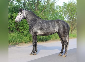 Galés-D, Yegua, 6 años, 142 cm, Tordo