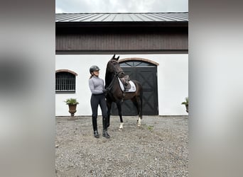 Galés-D, Yegua, 6 años, 144 cm, Castaño oscuro
