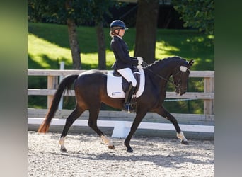 Galés-D, Yegua, 6 años, 144 cm, Castaño oscuro