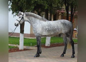 Galés-D, Yegua, 6 años, 147 cm, Tordo