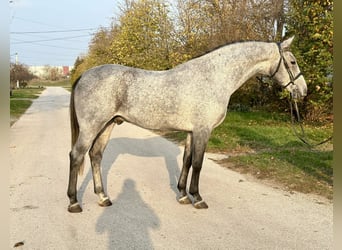 Galés-D, Yegua, 6 años, 150 cm, Negro