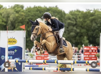 Galés-D, Yegua, 7 años, 148 cm, Palomino