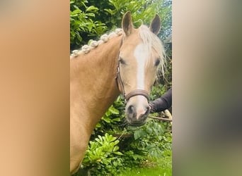 Galés-D, Yegua, 7 años, 148 cm, Palomino