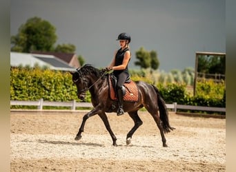 Galés-D, Yegua, 8 años, 145 cm, Castaño oscuro