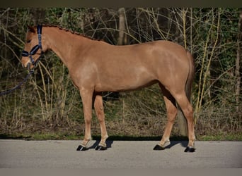 Galés-D, Yegua, 8 años, 146 cm, Alazán