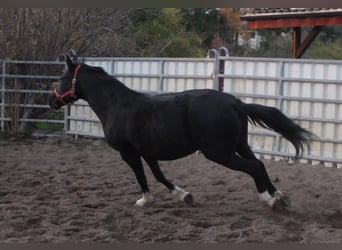 Galés-D, Yegua, 8 años, 148 cm, Negro