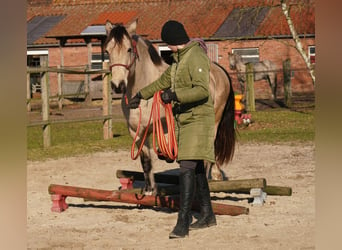 Galés-D, Yegua, 8 años, 158 cm, Buckskin/Bayo