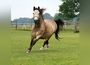 Galés-D, Yegua, 8 años, 158 cm, Buckskin/Bayo