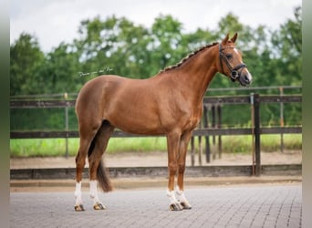 Galés-D, Yegua, 9 años, 144 cm, Alazán-tostado