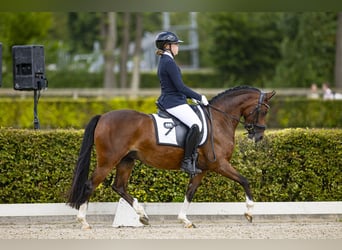 Galés-D, Yegua, 9 años, 146 cm, Castaño