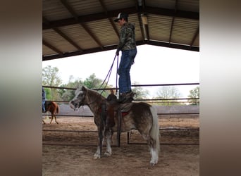 Galés-PB Mestizo, Caballo castrado, 10 años, 107 cm