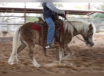 Galés-PB Mestizo, Caballo castrado, 10 años, 107 cm