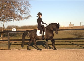 Galés-PB Mestizo, Caballo castrado, 11 años, 140 cm, Negro