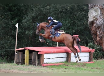 Galés-PB, Caballo castrado, 11 años, 143 cm, Alazán-tostado