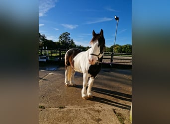 Galés-PB, Caballo castrado, 12 años, 152 cm, Atigrado/Moteado