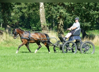 Galés-PB, Caballo castrado, 14 años, 145 cm, Castaño