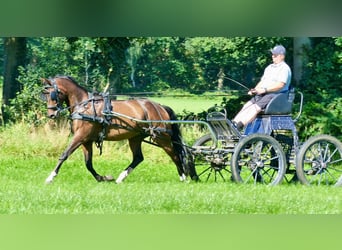 Galés-PB, Caballo castrado, 14 años, 145 cm, Castaño