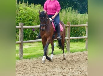 Galés-PB, Caballo castrado, 14 años, 145 cm, Castaño