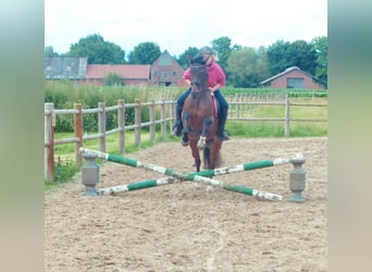 Galés-PB, Caballo castrado, 14 años, 145 cm, Castaño