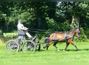 Galés-PB, Caballo castrado, 14 años, 145 cm, Castaño