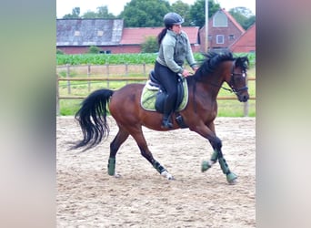 Galés-PB, Caballo castrado, 14 años, 147 cm, Castaño