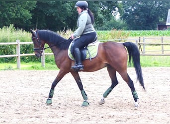 Galés-PB, Caballo castrado, 14 años, 147 cm, Castaño