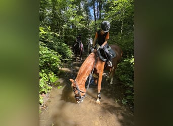 Galés-PB, Caballo castrado, 15 años, 148 cm, Alazán