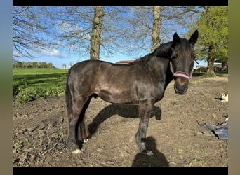 Galés-PB, Caballo castrado, 15 años, 160 cm, Morcillo