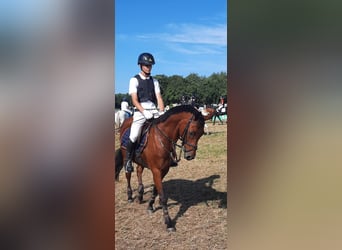 Galés-PB, Caballo castrado, 17 años, 144 cm, Castaño