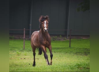 Galés-PB, Caballo castrado, 17 años, 154 cm, Castaño