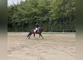 Galés-PB, Caballo castrado, 17 años, 154 cm, Castaño