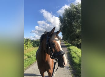 Galés-PB Mestizo, Caballo castrado, 18 años, 145 cm, Castaño