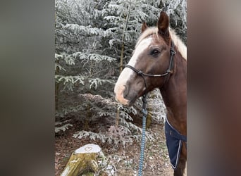 Galés-PB, Caballo castrado, 19 años, 152 cm, Castaño rojizo