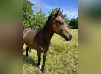 Galés-PB, Caballo castrado, 2 años, 142 cm, Castaño