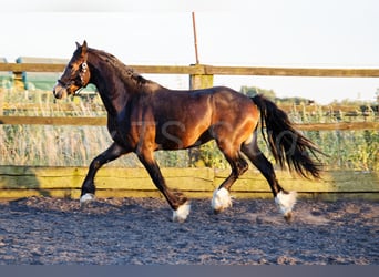 Galés-PB, Caballo castrado, 2 años, 150 cm, Morcillo