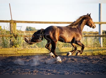 Galés-PB, Caballo castrado, 2 años, 150 cm, Morcillo