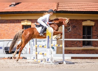 Galés-PB, Caballo castrado, 2 años, 155 cm, Castaño oscuro