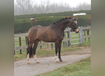 Galés-PB, Caballo castrado, 3 años, 146 cm, Buckskin/Bayo