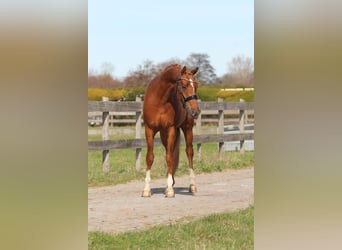 Galés-PB, Caballo castrado, 3 años, 147 cm, Alazán